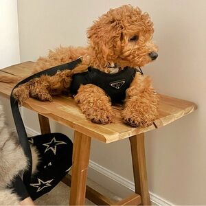 Prada  Dog harness